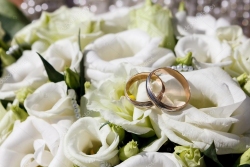 depositphotos 95826450 stock photo wedding rings on white rose