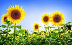 images (1)