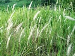 Suy niệm Chúa nhật XVI - Linh mục Inha-xi-ô Trần Ngà