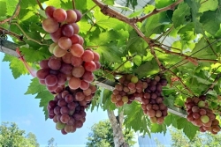 Suy niệm Tin mừng Chúa nhật 27 TN - Linh mục Inha-xi-ô Trần Ngà
