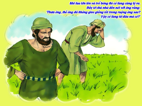 V 2014 CN16TN Wheat&Tares Mt13 24 43 3