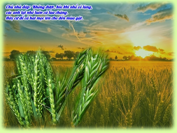 V 2014 CN16TN Wheat&Tares Mt13 24 43 5