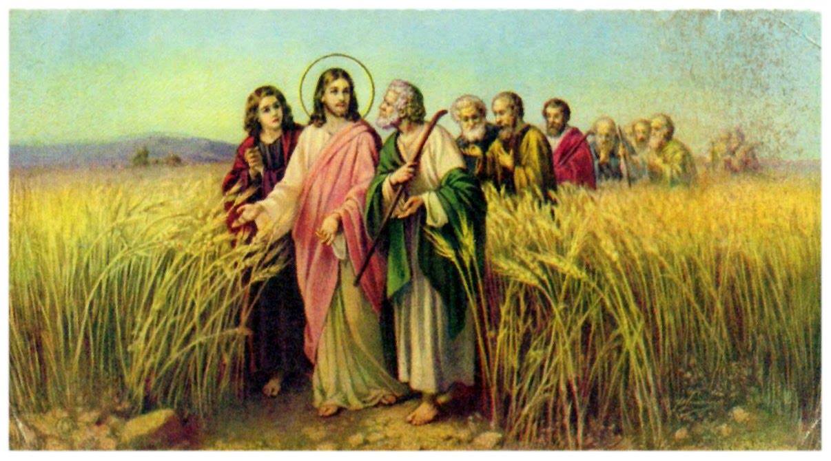 Suy niệm Chúa Nhật XIV Thường Niên (C) - Lm. Inhaxiô Hồ Thông