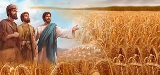 Suy niệm Lời Chúa, Khánh Nhật Truyền Giáo - Lm Ga Phan Tiến Dũng