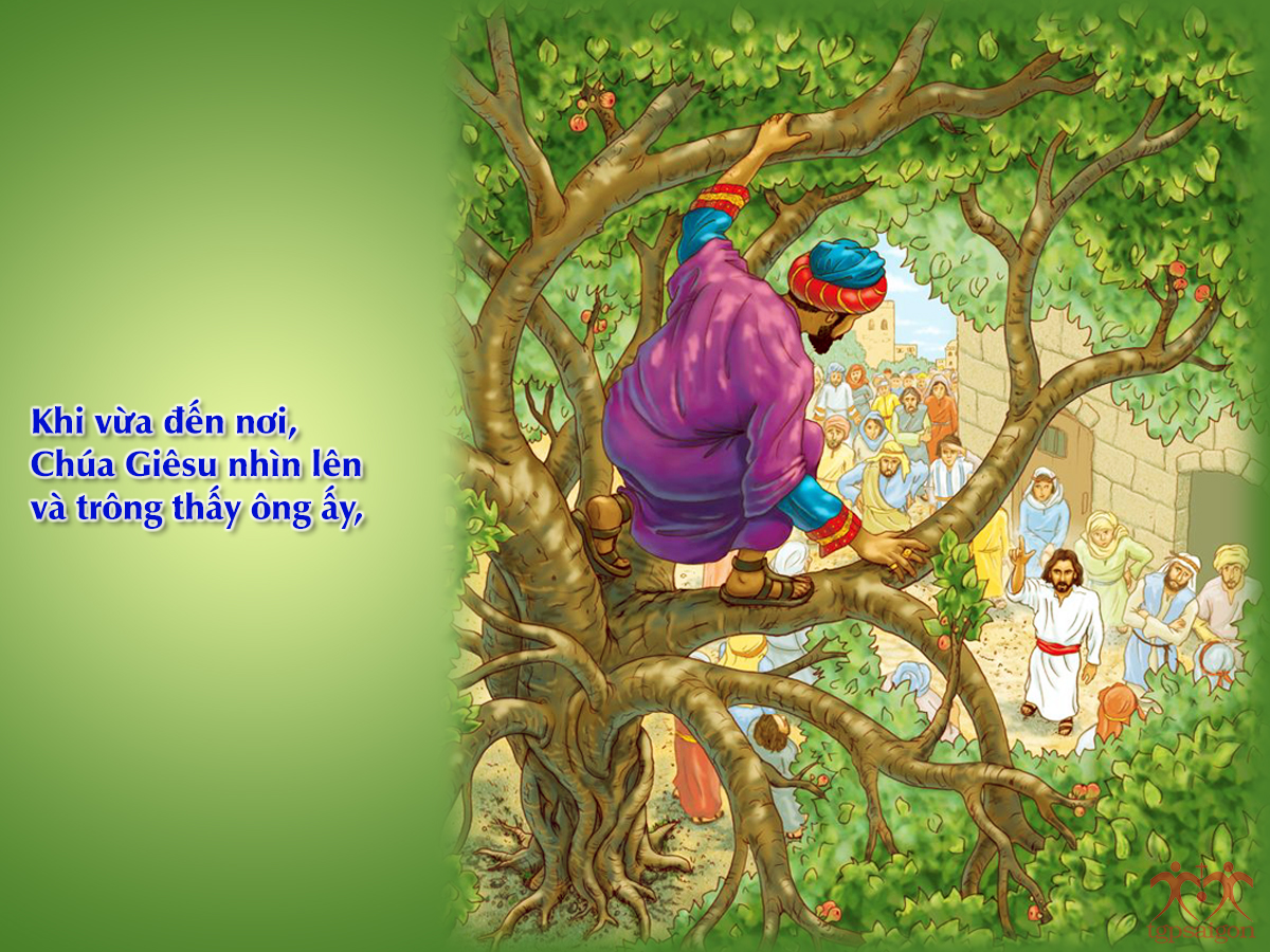 V 2016 CN31TN Zacchaeus Lc19 1 10 5