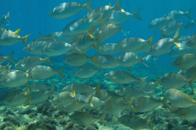 Suy niệm hằng ngày tuần XI thường niên - Lm. Gioan Phan Tiến Dũng