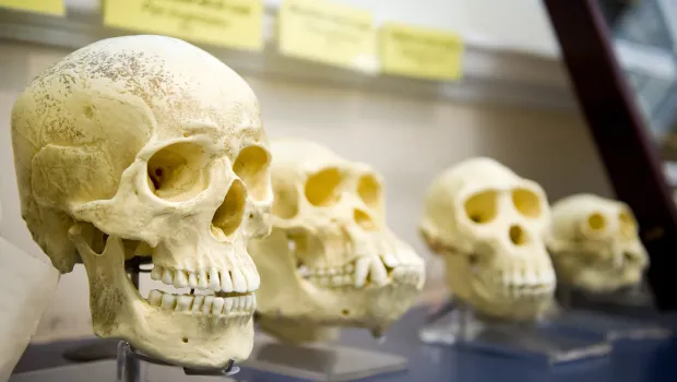 Skulls and evolution
