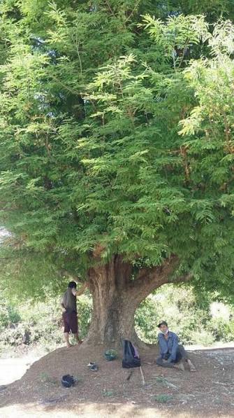 Historic tamarind trees in Con Đao, Vietnam