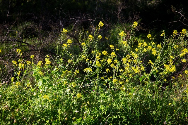 Blooming wild mustard plants