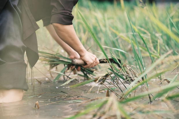 Rice worker tends to her crop